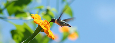 Colibri qui apporte sa contribution au monde