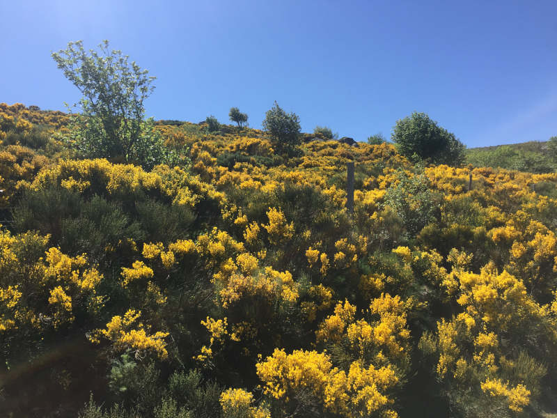 plateau montselgues genets printemps